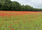 J.46114 복사.jpg