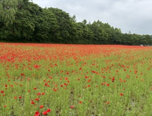 J.46114 복사.jpg
