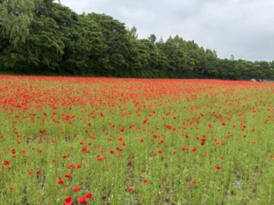 J.46114 복사.jpg
