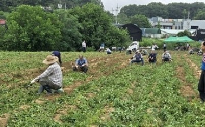 (0627)[와부읍]남양주시 와부읍 농촌지도자회, 풍성한 감자수확으로 지역 농촌에 활기(사진1).jpg width: 100%; height : 150px