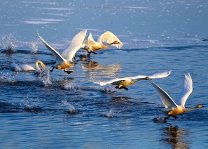 팔당물안개공원에 흰 날개를 휘날리며 백조들…
