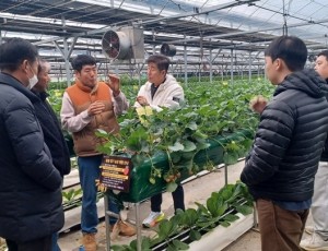 광주시, 딸기연구회 농가 대상 맞춤형 현장 자문 실시 (1).jpg
