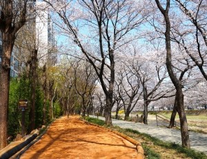 (사진)다시 시작하는 맨발의 봄…하남시, 관내 맨발길 25개소 전격 개장.JPG