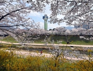 (사진1)하남시, 도심 곳곳 봄꽃 물결…벚꽃·튤립 개화 앞두고 볼거리 풍성.jpg
