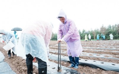 광주시 신현동 새마을회, 이웃돕기 감자 심기 진행.jpg width: 100%; height : 150px